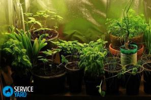 Review of lighting options for plants What lamps are needed for plants in an apartment